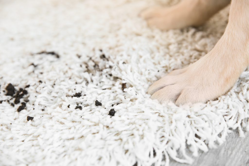 Rug Cleaning Chicago